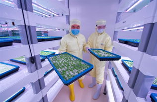 探訪中科三安植物工廠 揭秘未來(lái)農(nóng)業(yè)的高科技藍(lán)圖